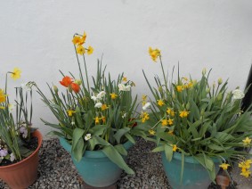 Spring Flowers