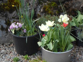 Spring Flowers