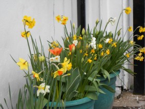 Spring Flowers