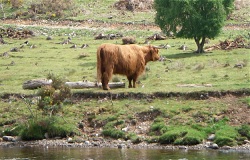Highland cow by the roadside