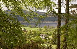 View through the trees