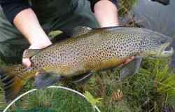 A nice fish