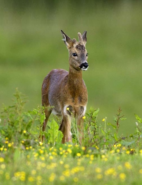 Roe Buck Roe Buck