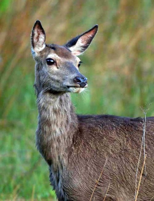 Red Deer Red Deer
