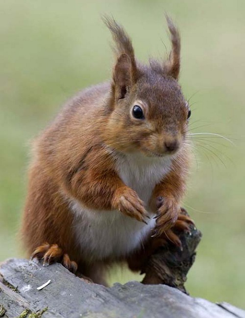 Red Squirrel Red Squirrel